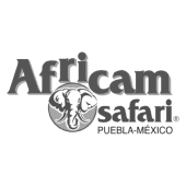 AfricanSafari-cliente